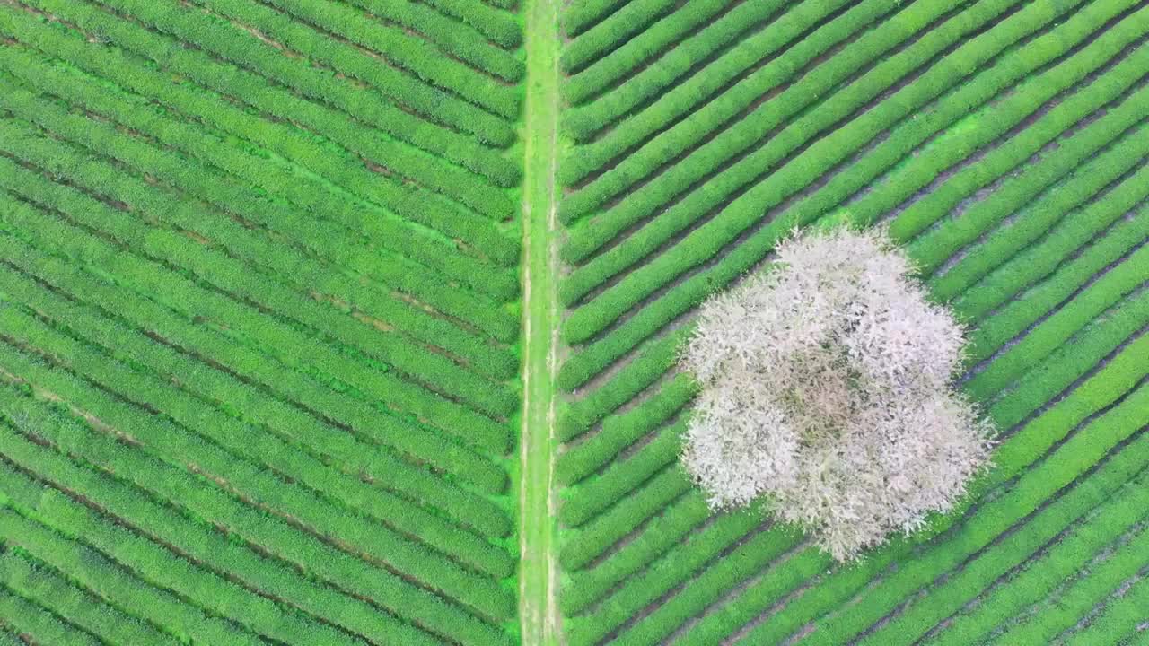 贵州春天茶园中的樱花  树视频素材