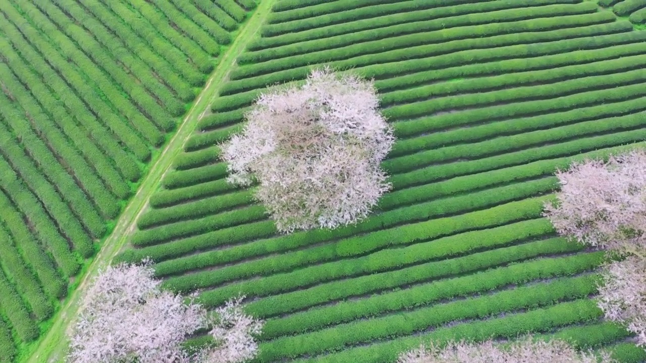 贵州春天茶园中的樱花  树视频素材