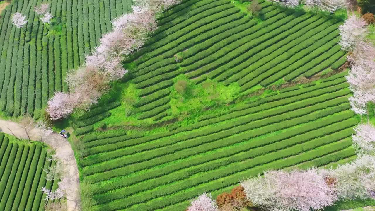 贵州春天茶园中的樱花  树视频素材