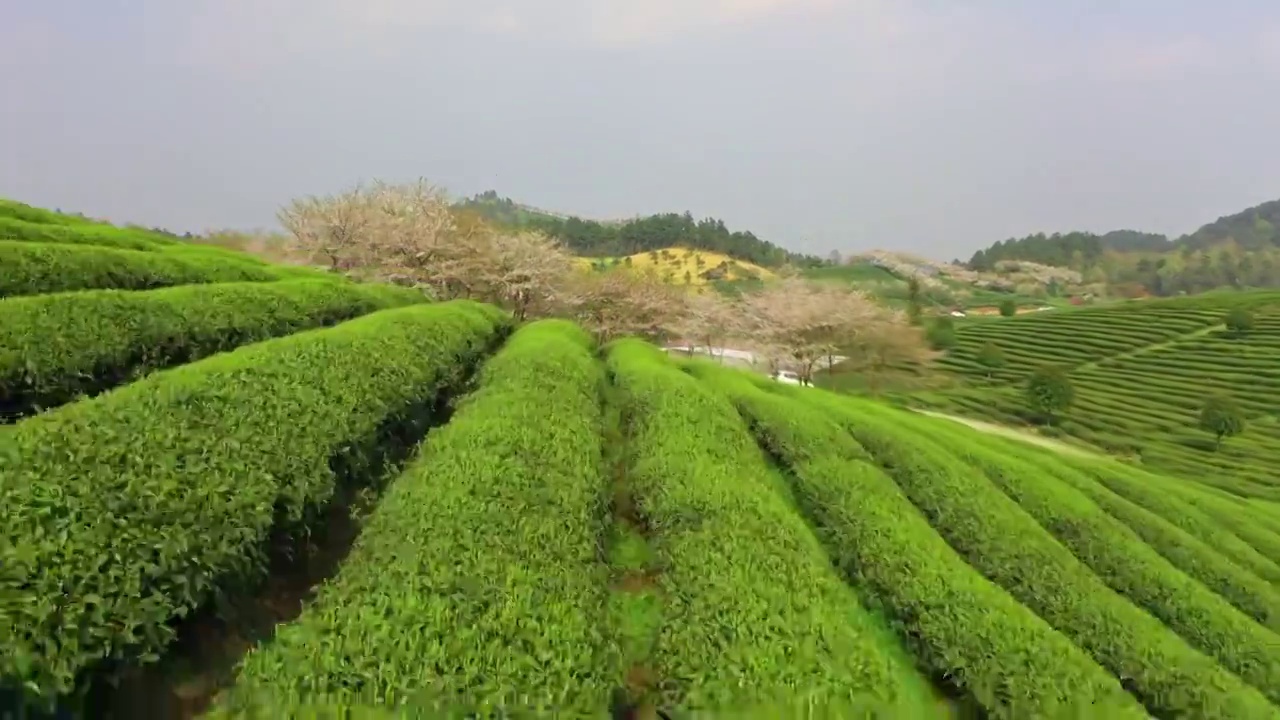 贵州春天茶园中的樱花  树视频素材