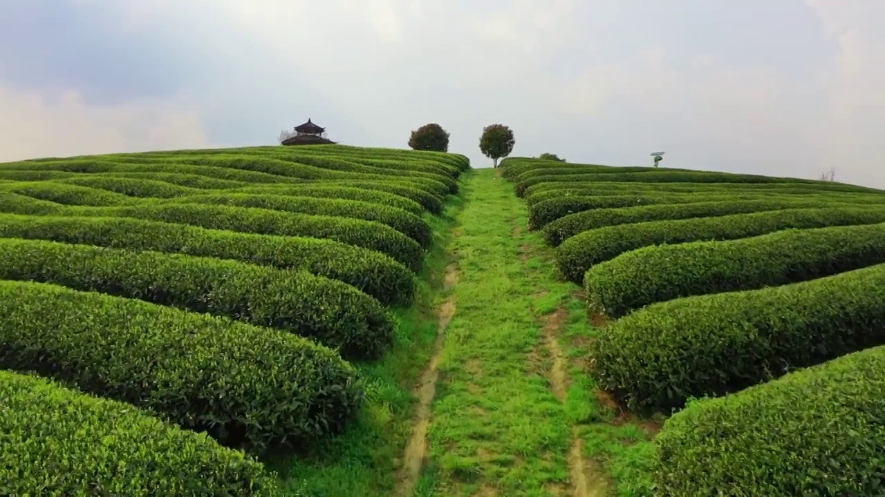 贵州春天茶园中的樱花  树视频素材