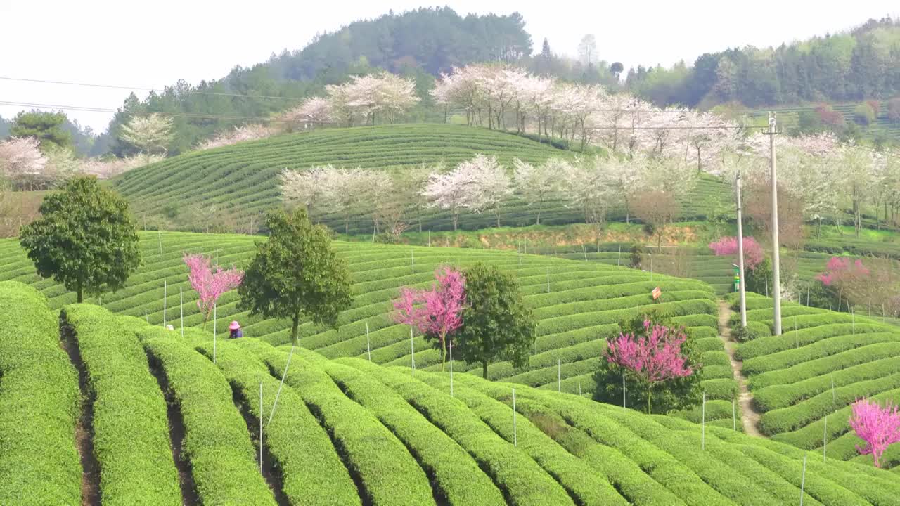 贵州春天茶园中的樱花  树视频素材