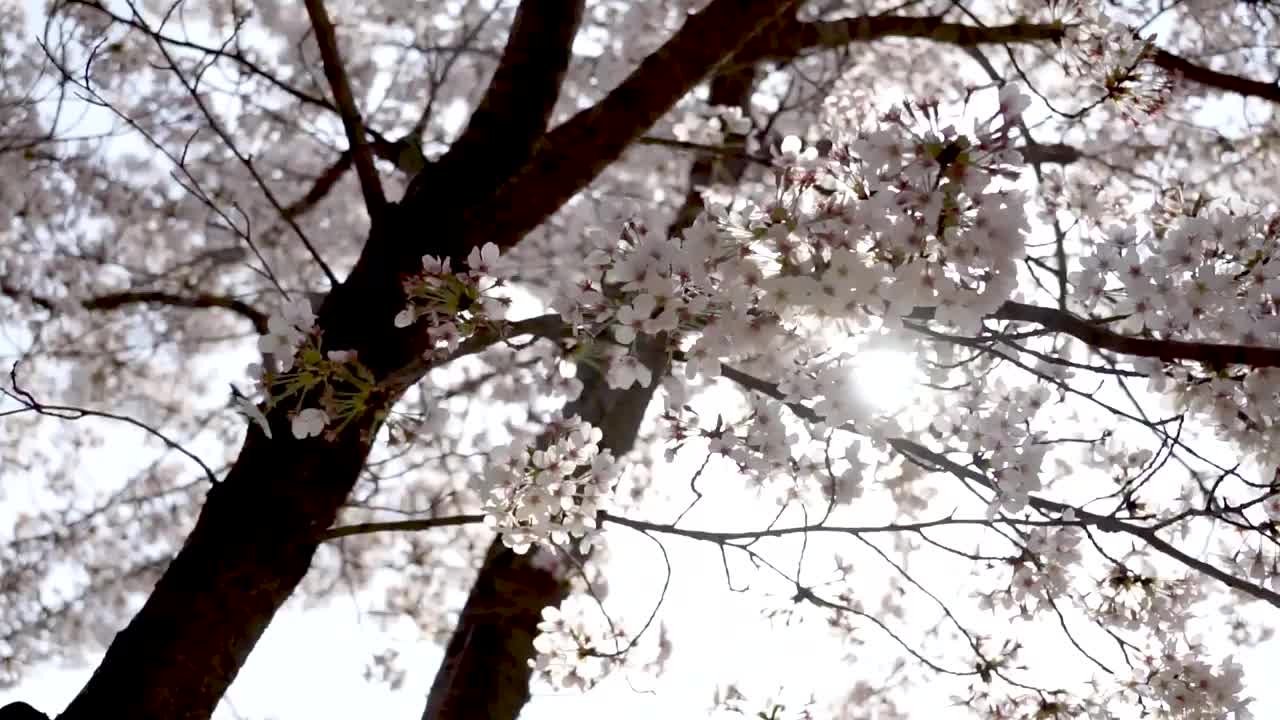 阳光下的樱花树视频素材