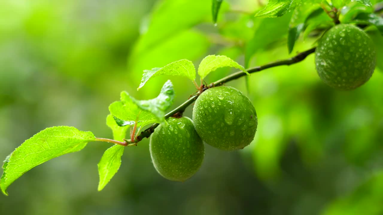 夏天立夏节气的绿意氛围视频素材