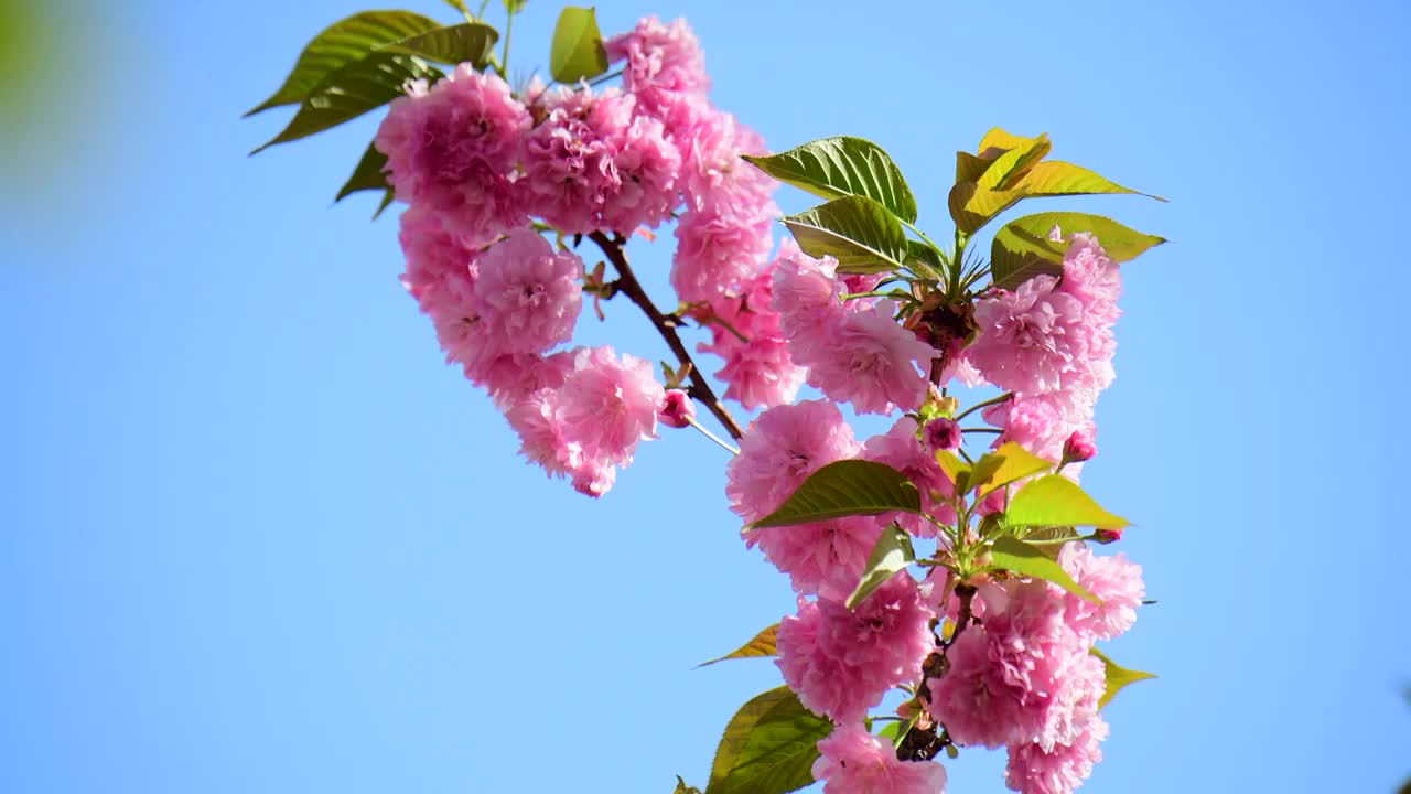 樱花视频素材