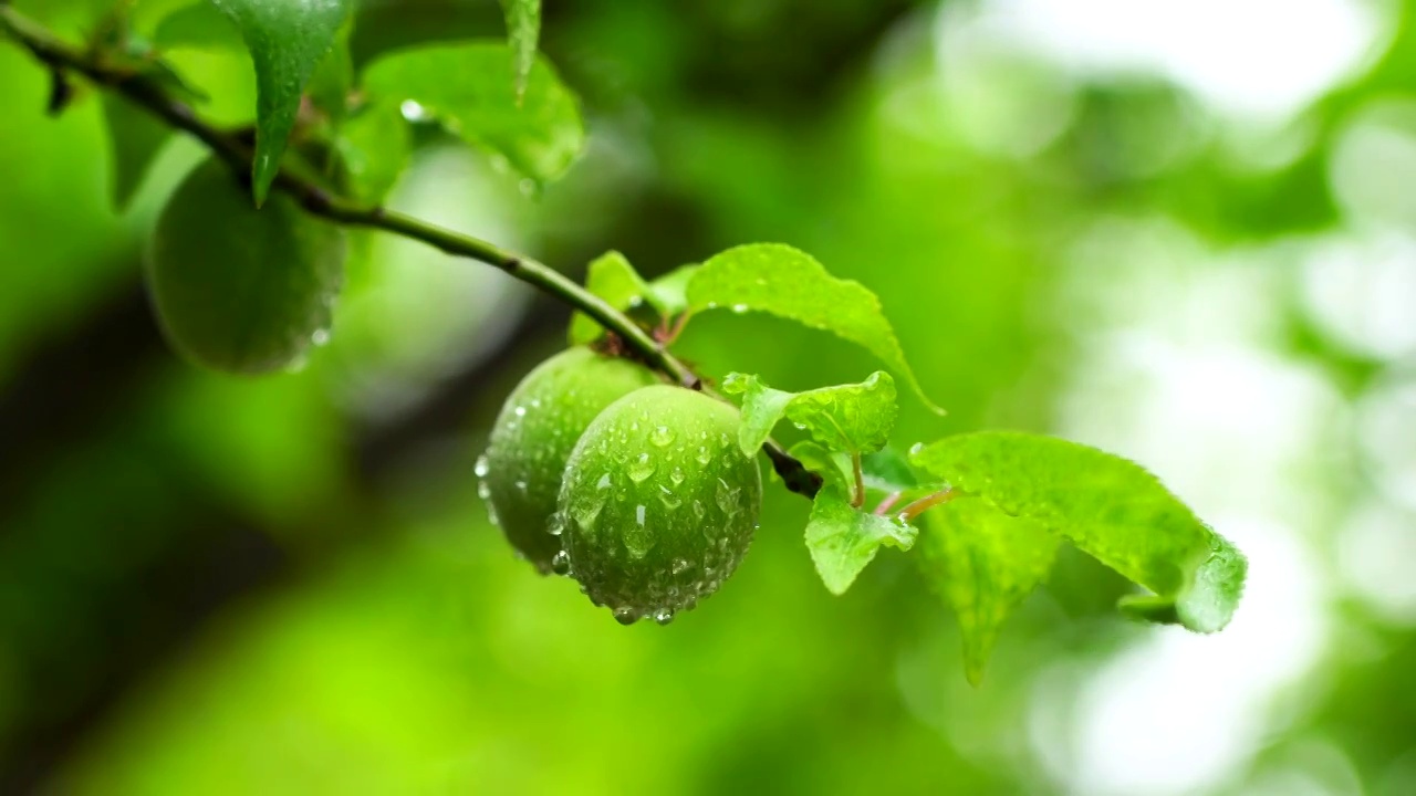 春末夏初雨水中的清新绿意氛围视频素材