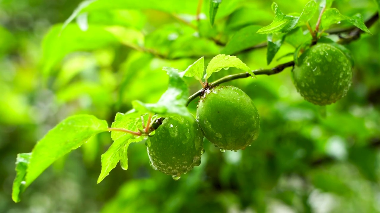 春末夏初雨水中的清新绿意氛围视频素材