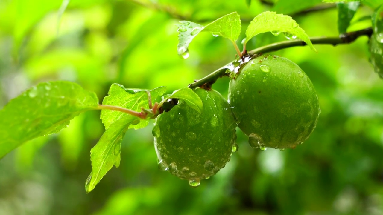 绿意盎然，夏天的果实，雨水中的清新绿意气氛视频素材