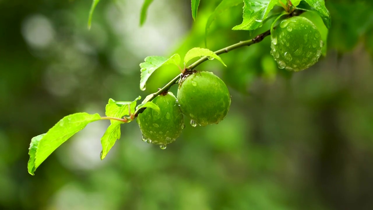 春末夏初雨水中的清新绿意气氛的空镜视频素材