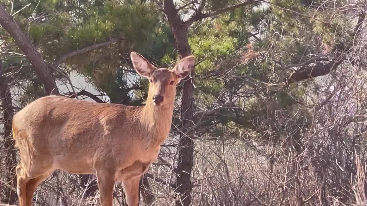 山林中的梅花鹿视频素材