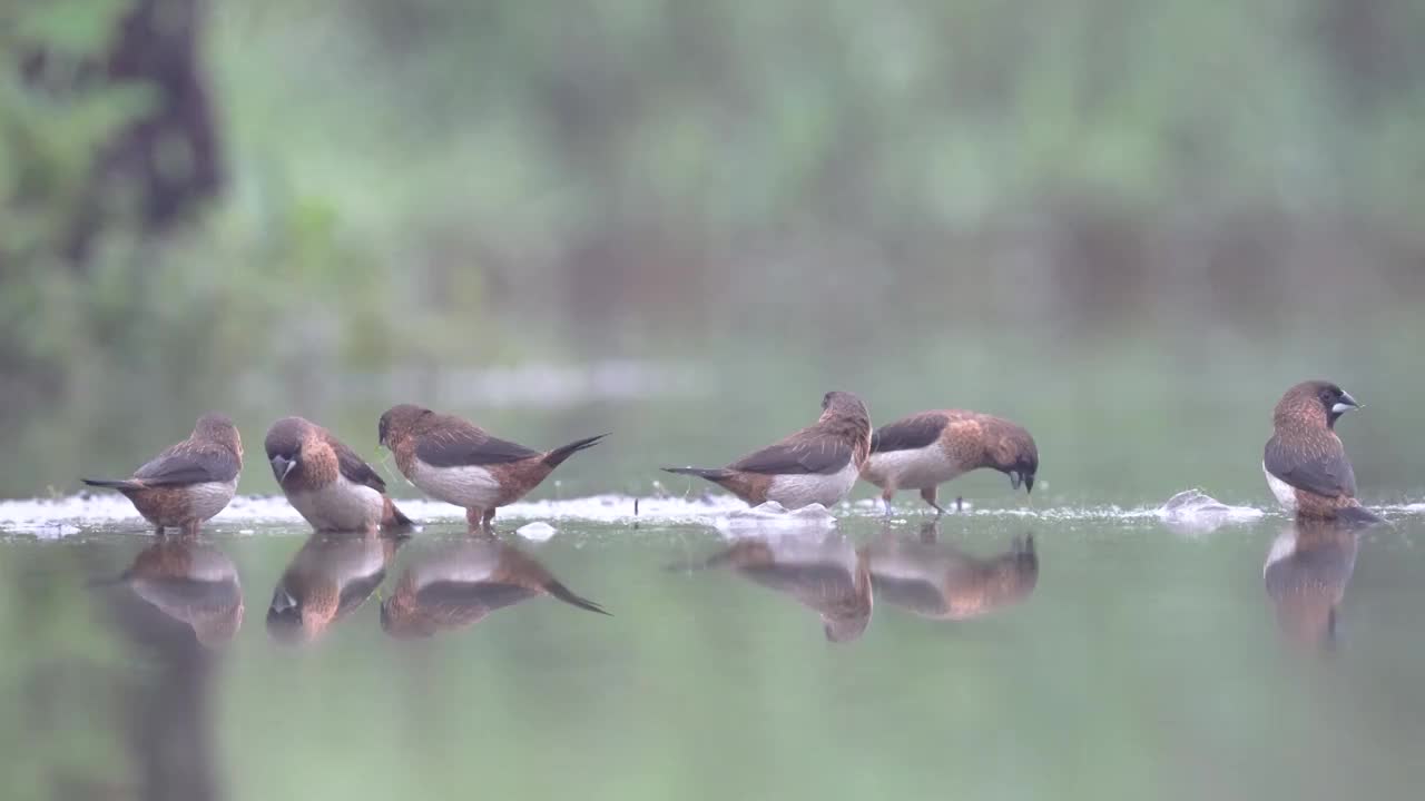 一群白腰文鸟在开阔的浅水塘里拾食水中的杂草视频素材