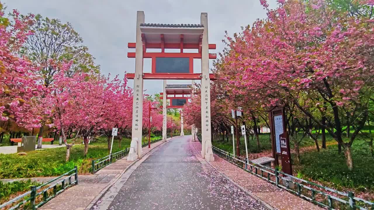 河南省郑州市禹锡园景区 春天天雨过后满地的樱花视频素材