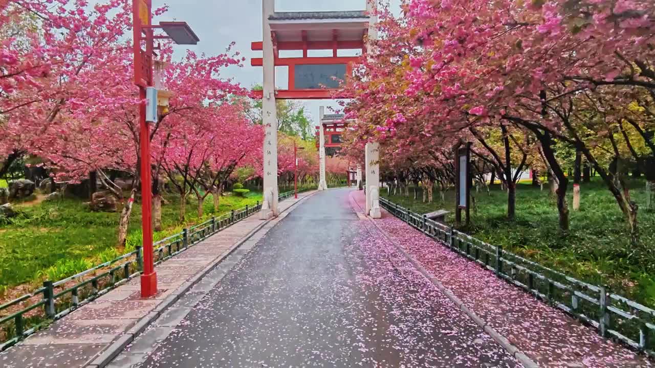 河南省郑州市禹锡园景区 春天天雨过后满地的樱花视频素材