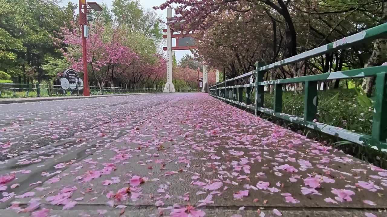 河南省郑州市禹锡园景区 春天天雨过后满地的樱花视频素材