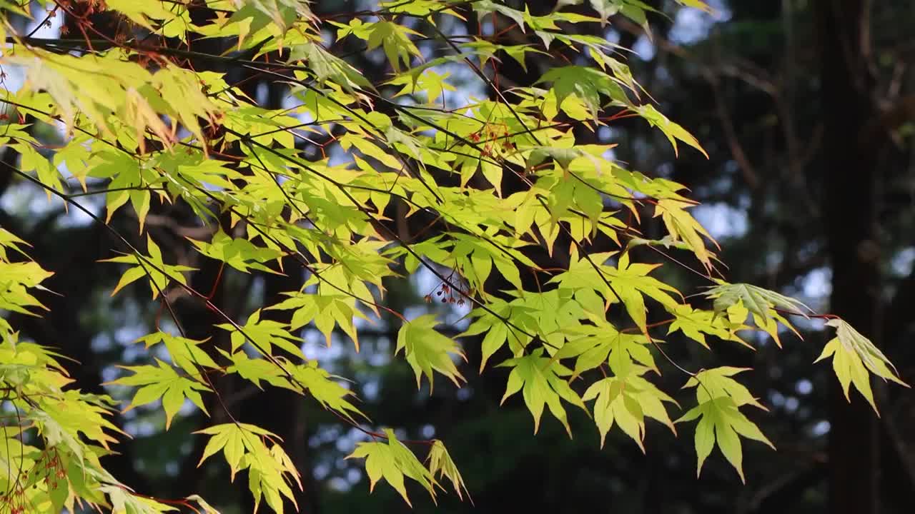 春天阳光照射下的绿色枫叶视频素材