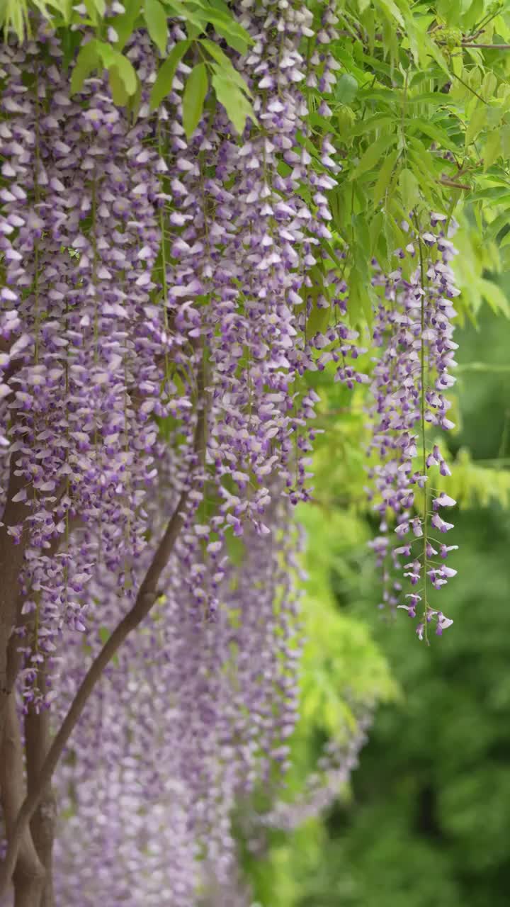 北京玉渊潭公园紫藤花盛开视频素材