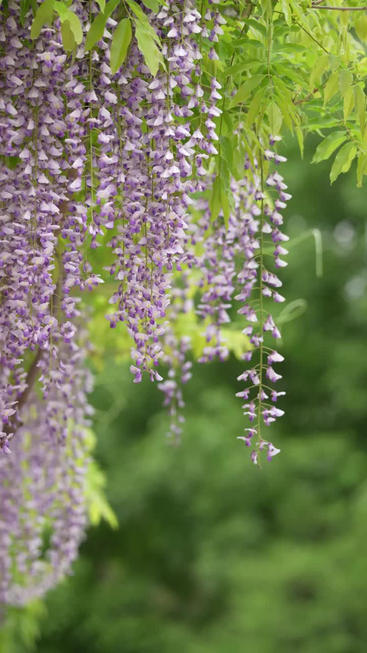 北京玉渊潭公园紫藤花盛开视频素材