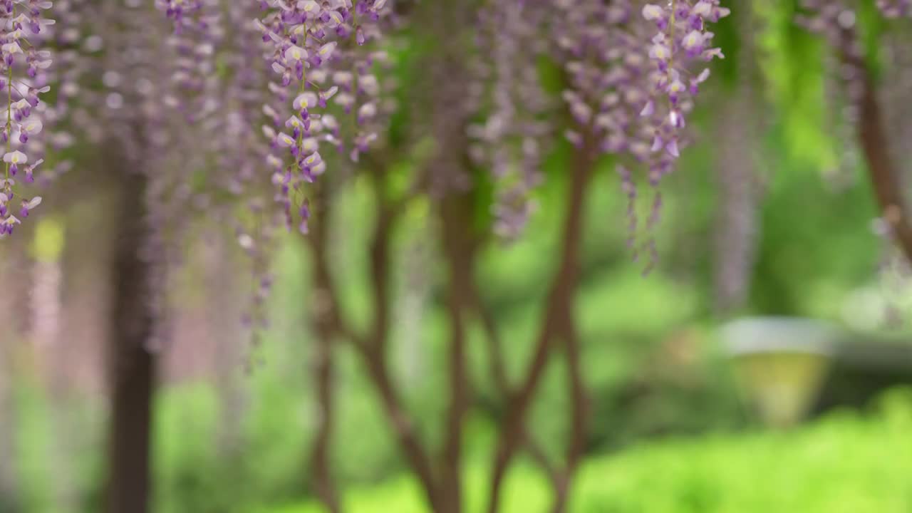 北京玉渊潭公园紫藤花盛开视频素材