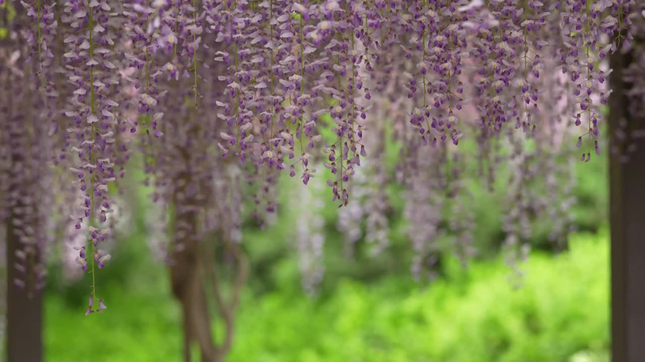 北京玉渊潭公园紫藤花盛开视频素材