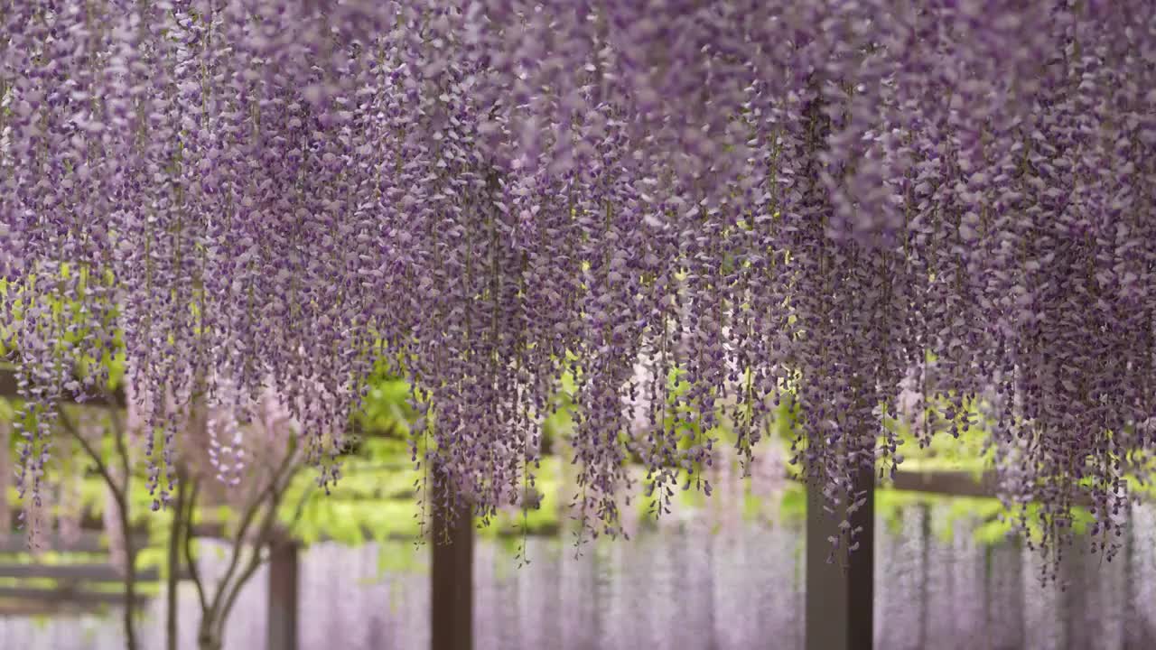 北京玉渊潭公园紫藤花盛开视频素材