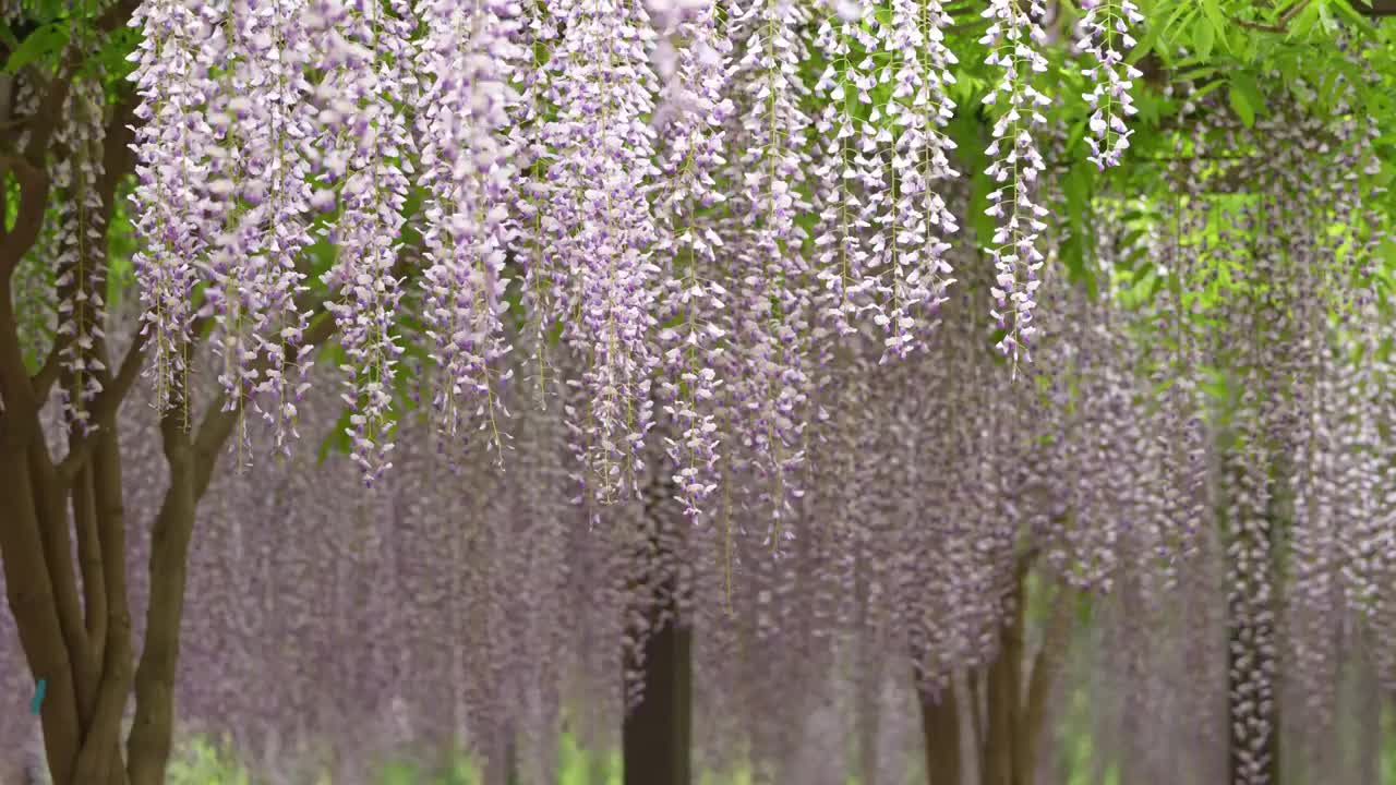 北京玉渊潭公园紫藤花盛开视频素材