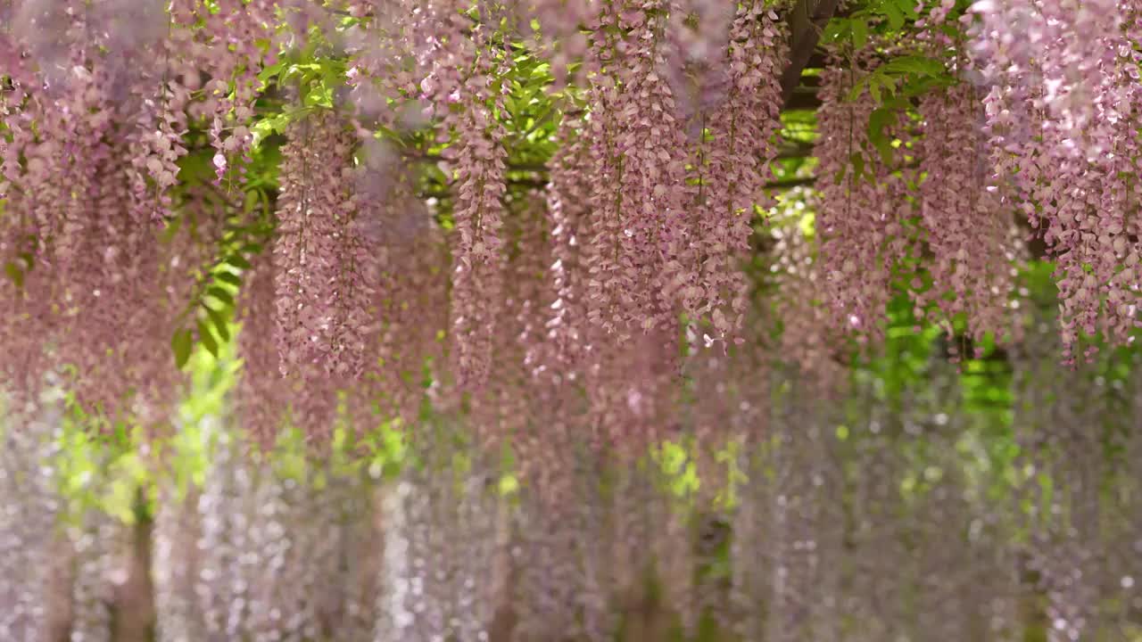 北京玉渊潭公园紫藤花盛开视频素材