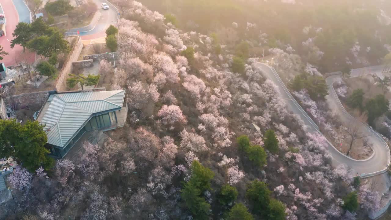 春天清晨航拍山西太原桃花沟视频素材