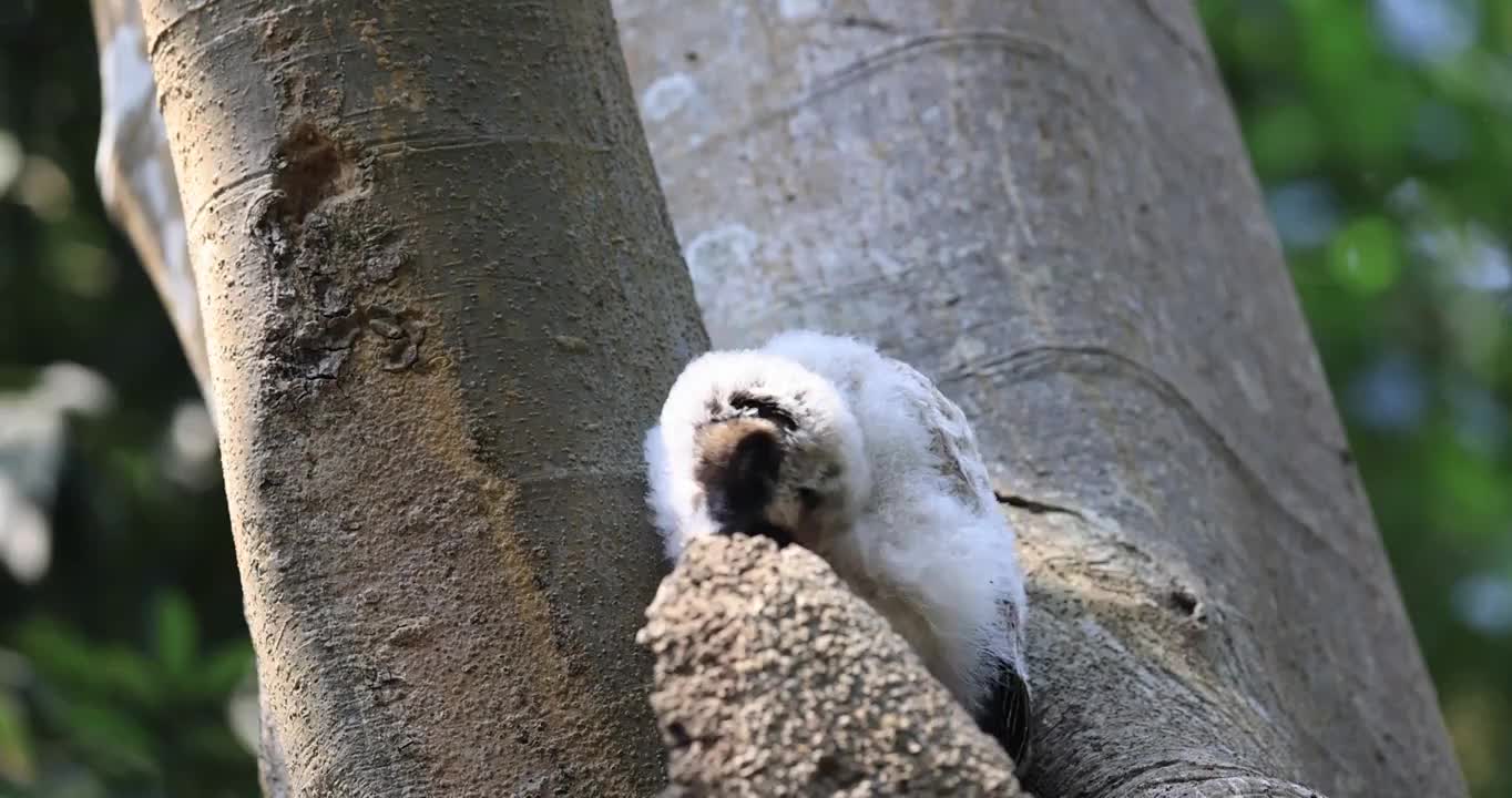 风吹动猫头鹰的白色绒毛视频素材