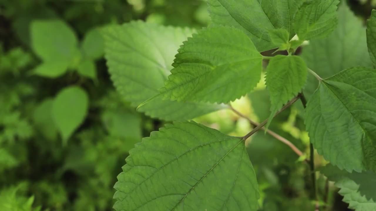 阳光照射下小溪边的植物叶子形态视频素材