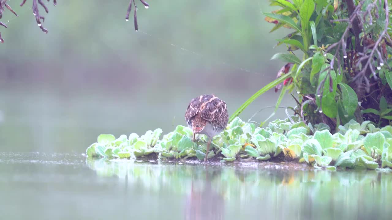 扇尾沙锥鸟在湖泊沼泽浅滩里活动觅食，并于岸边清理羽毛视频素材