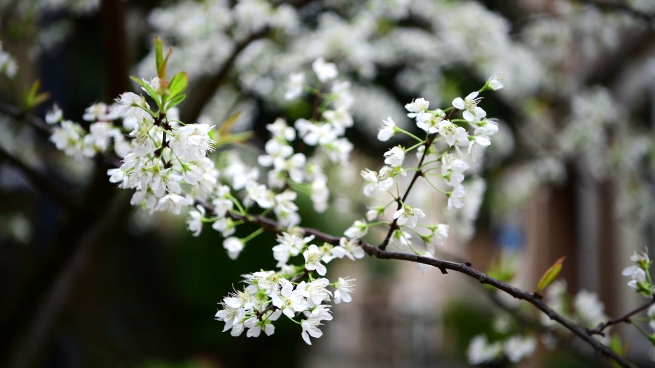 李花视频素材