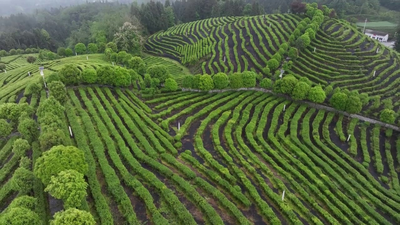 航拍世界硒都湖北历史名茶恩施玉露茶叶基地-恩施市屯堡乡马者村有机茶fq视频素材