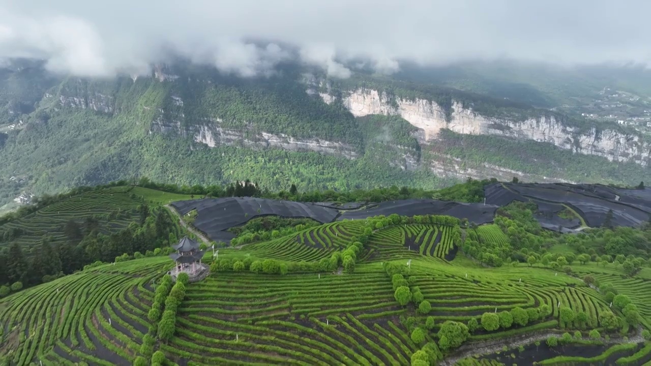 航拍世界硒都湖北历史名茶恩施玉露茶叶基地-恩施市屯堡乡马者村有机茶fq视频素材