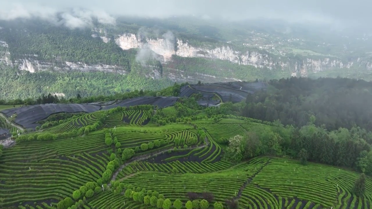 航拍世界硒都湖北历史名茶恩施玉露茶叶基地-恩施市屯堡乡马者村有机茶fq视频素材