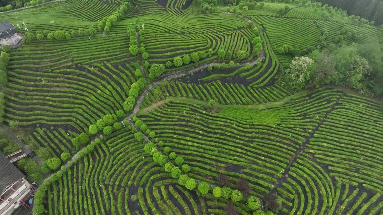 航拍世界硒都湖北历史名茶恩施玉露茶叶基地-恩施市屯堡乡马者村有机茶fq视频素材