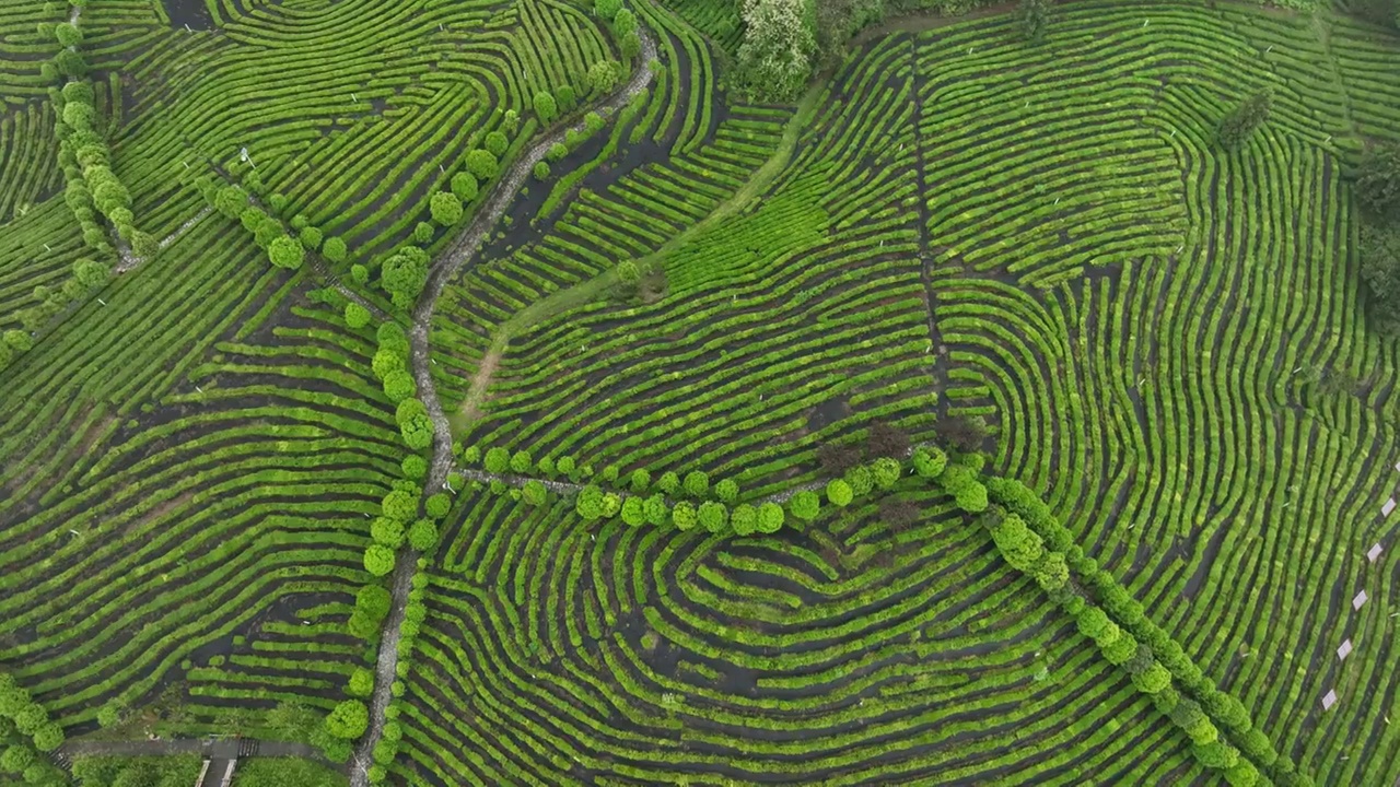 航拍世界硒都湖北历史名茶恩施玉露茶叶基地-恩施市屯堡乡马者村有机茶fq视频素材