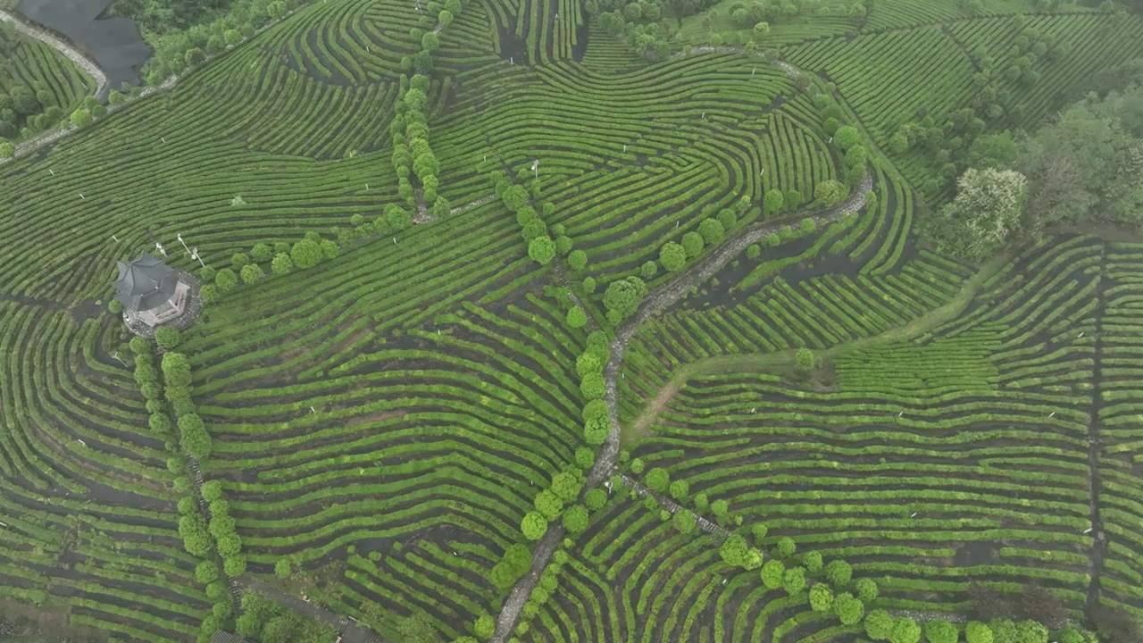 航拍世界硒都湖北历史名茶恩施玉露茶叶基地-恩施市屯堡乡马者村有机茶fq视频素材