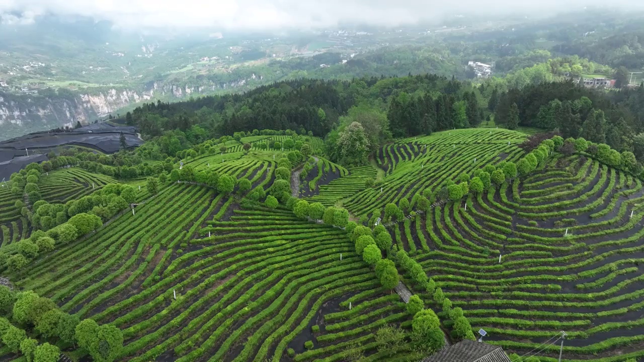 航拍世界硒都湖北历史名茶恩施玉露茶叶基地-恩施市屯堡乡马者村有机茶fq视频素材