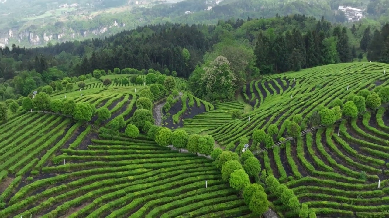 航拍世界硒都湖北历史名茶恩施玉露茶叶基地-恩施市屯堡乡马者村有机茶fq视频素材