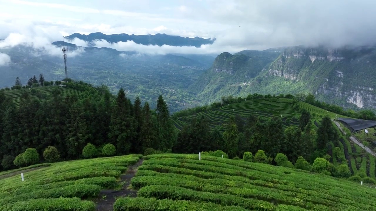 航拍世界硒都湖北历史名茶恩施玉露茶叶基地-恩施市屯堡乡马者村有机茶fq视频素材