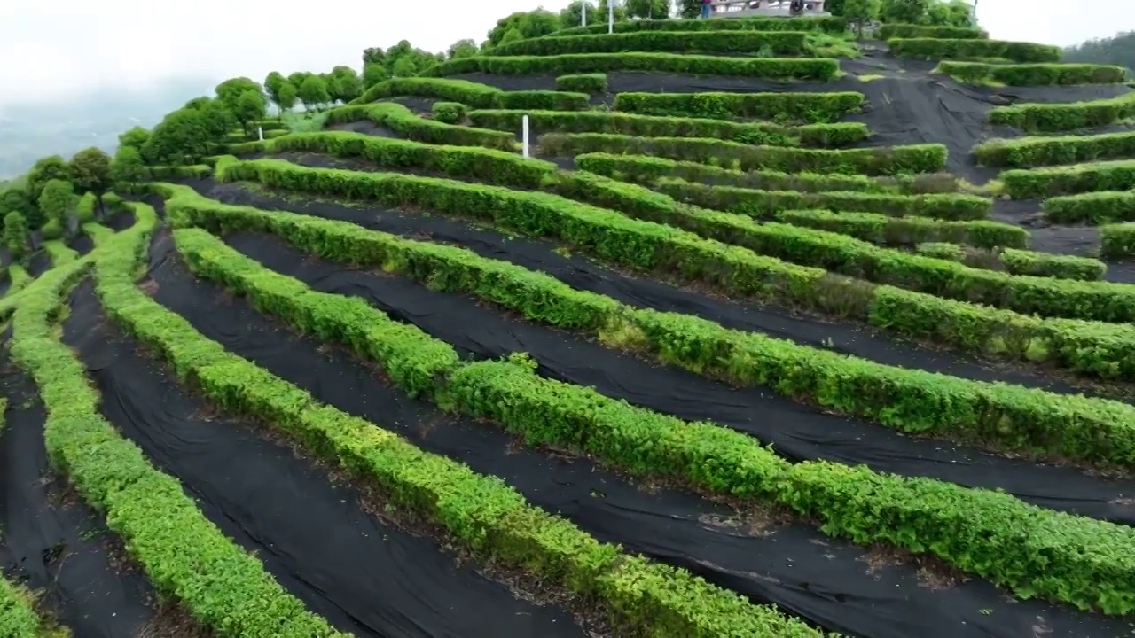 航拍世界硒都湖北历史名茶恩施玉露茶叶基地-恩施市屯堡乡马者村有机茶fq视频素材