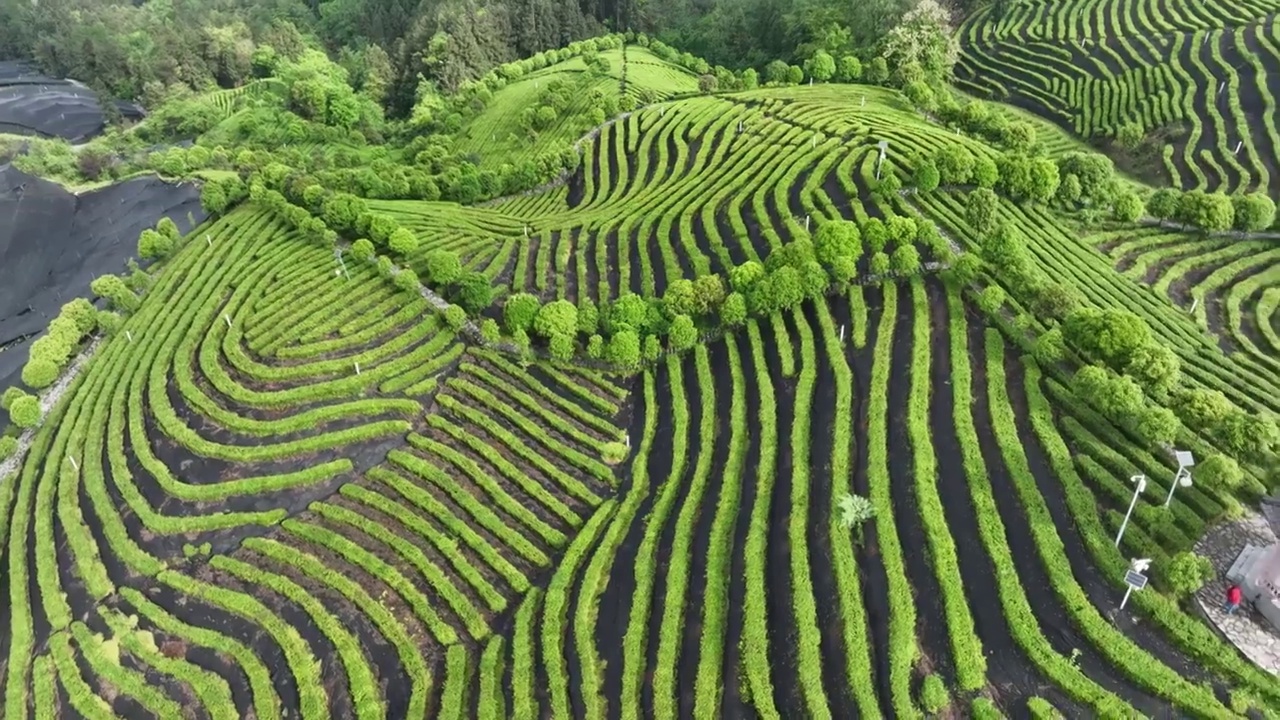 航拍世界硒都湖北历史名茶恩施玉露茶叶基地-恩施市屯堡乡马者村有机茶fq视频素材