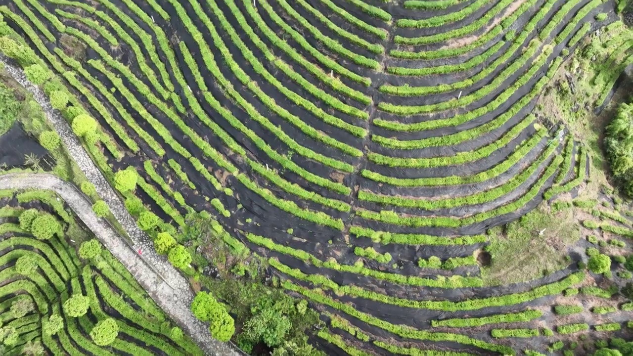 航拍世界硒都湖北历史名茶恩施玉露茶叶基地-恩施市屯堡乡马者村有机茶fq视频素材