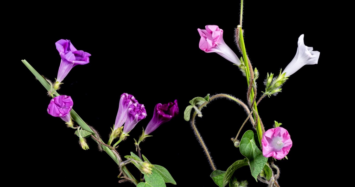 牵牛花绽放延时视频素材