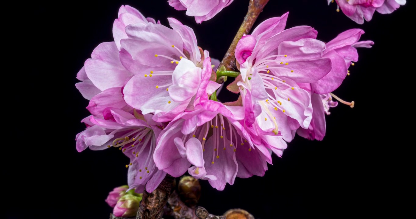 樱花花开花延时摄影视频素材