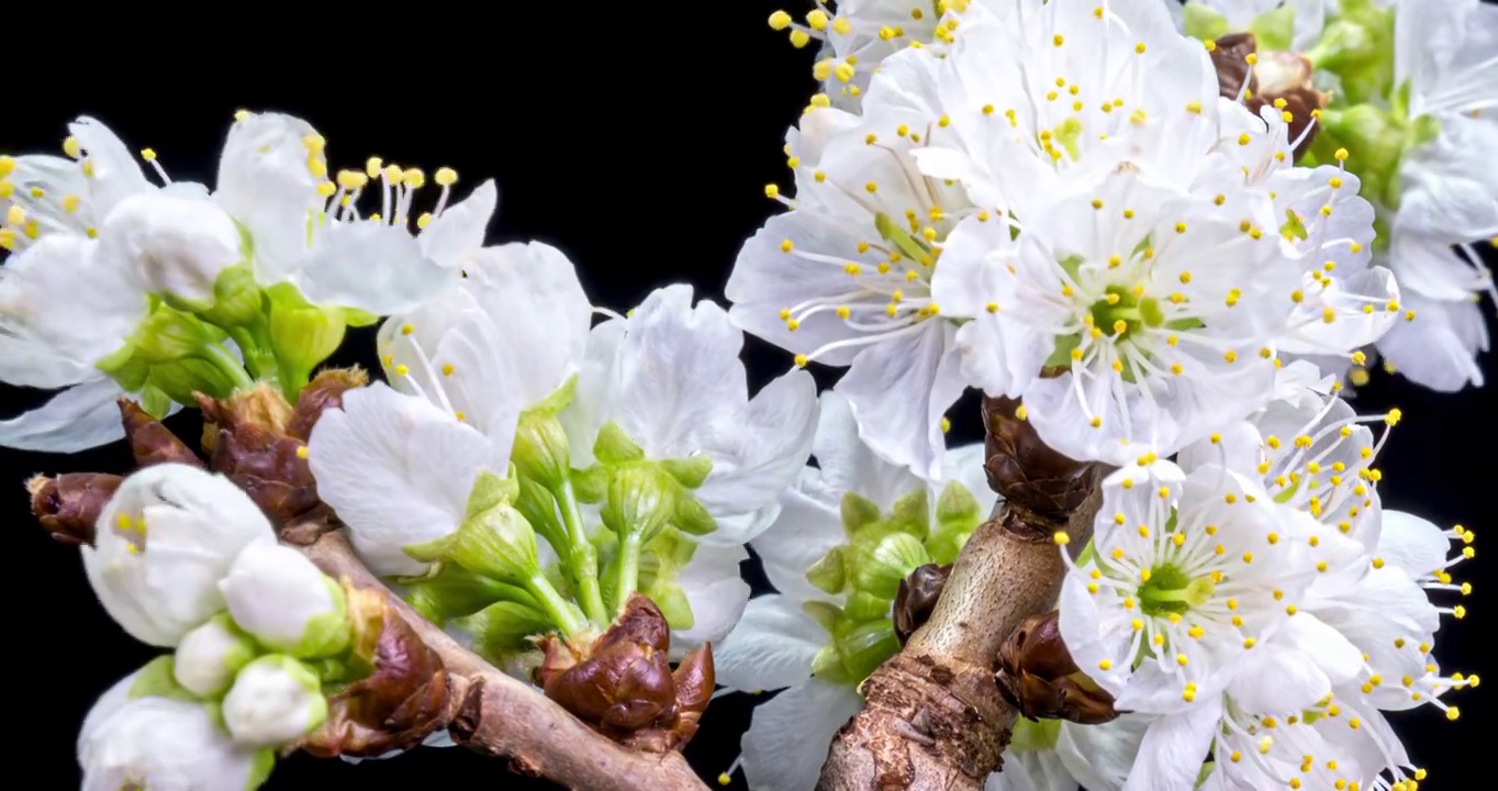 樱花花开花延时摄影视频素材