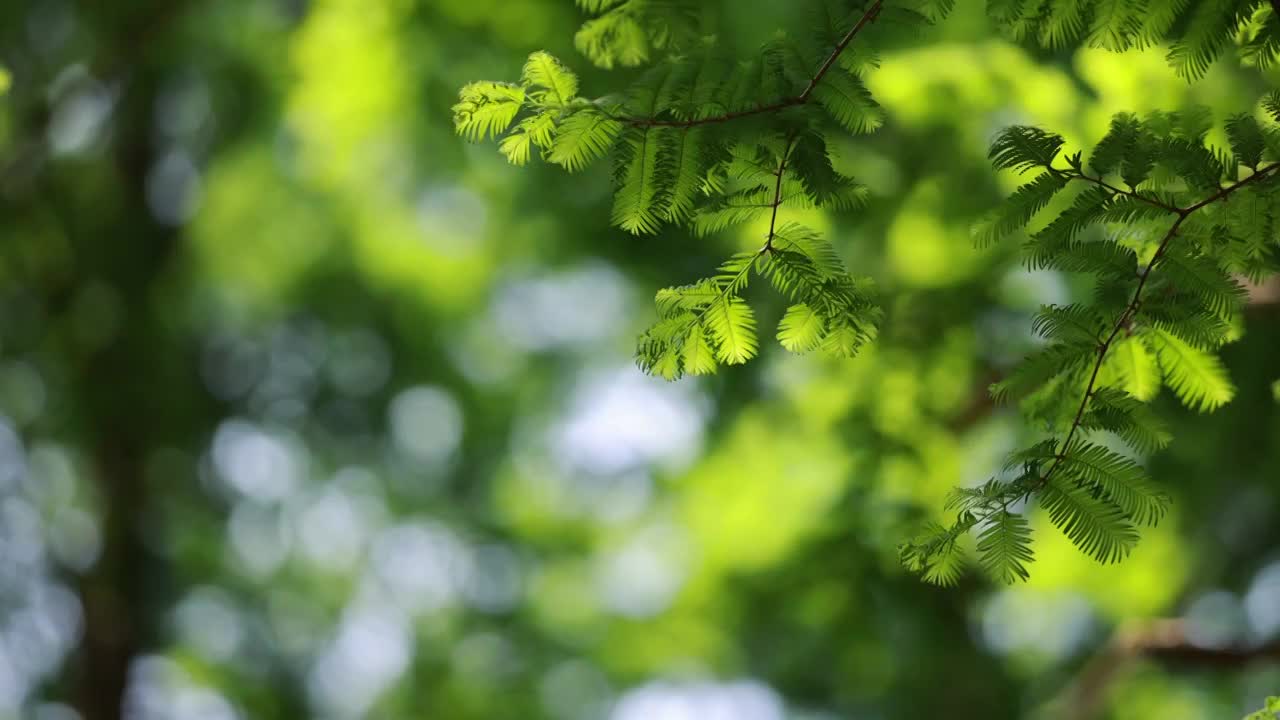 阳光透过摇曳的水杉，唯美升格慢镜头视频素材