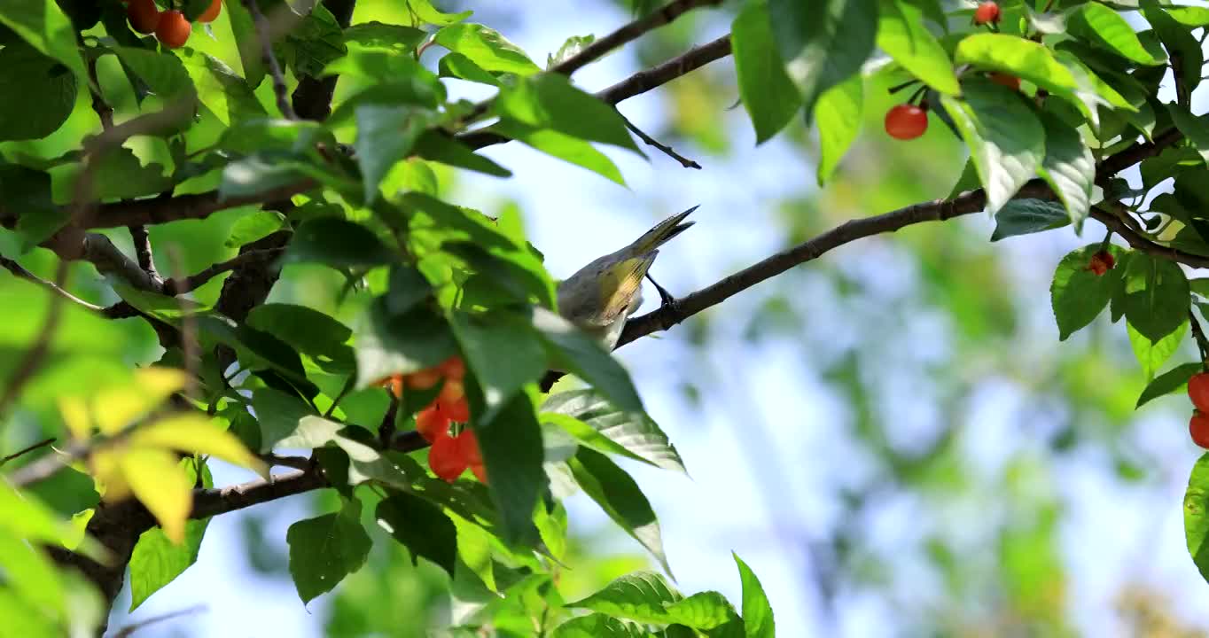 鸟儿吃樱桃视频素材