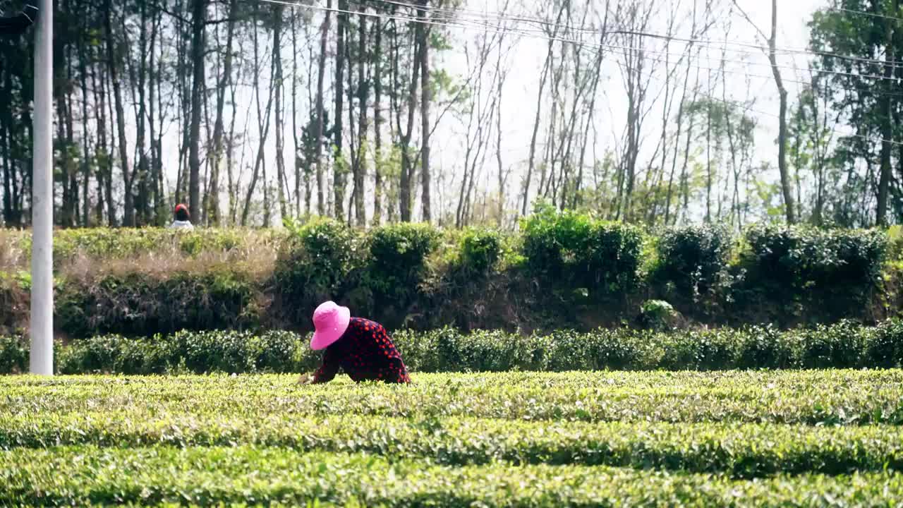 4K春天茶园手工才采茶实拍视频视频素材