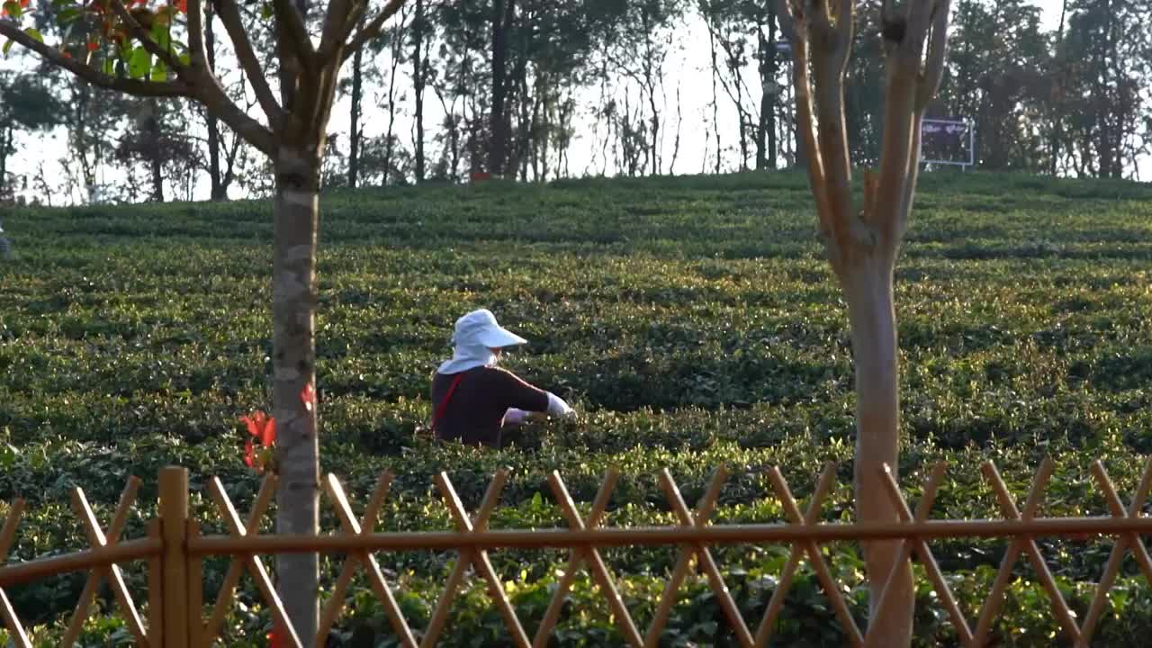 4K春茶采摘早茶春茶茶叶升格实拍视频视频素材